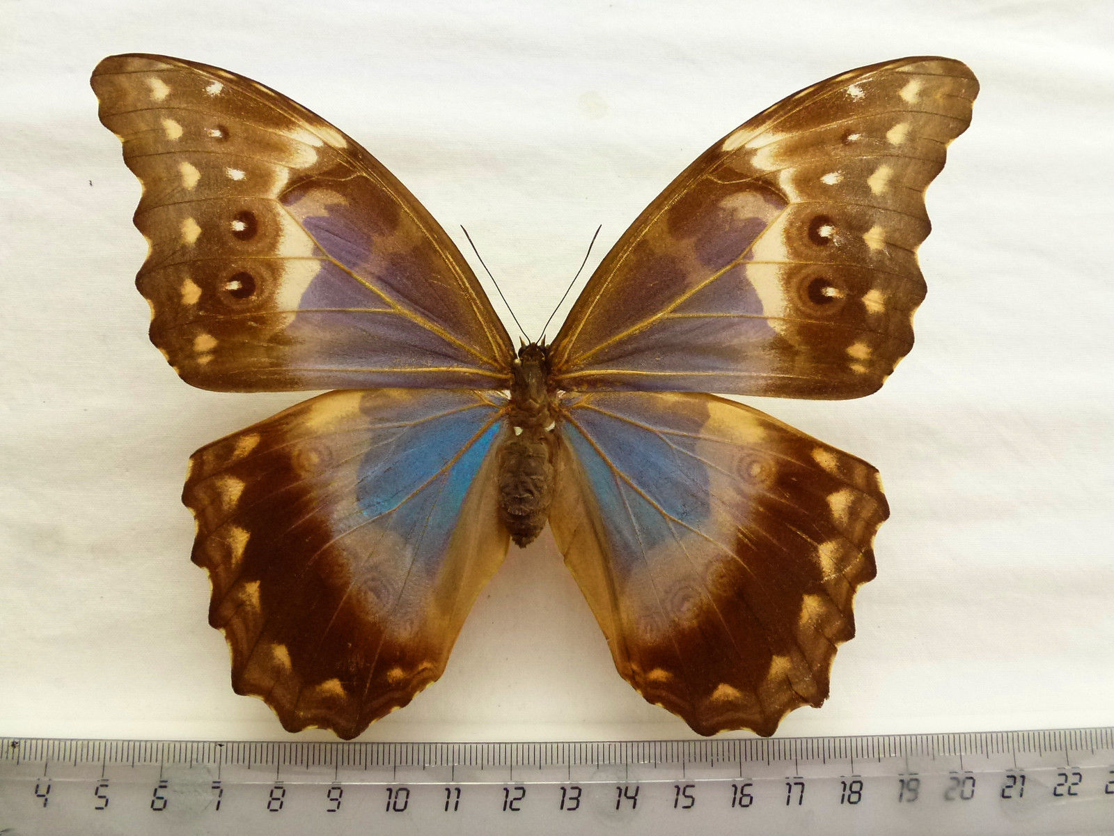 Morpho godartii tingomariensis female (aberration, huanuco, peru) (Internet Image property of respective owner, non-commercial use only)